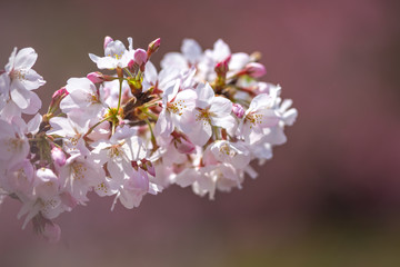 桜の花　春イメージ