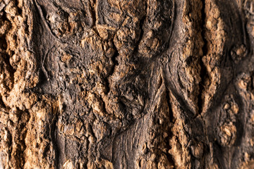 Eine schöne Baumrinde als Hintergrund.