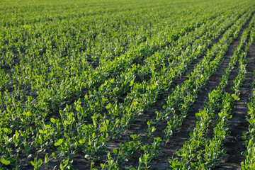Green cultivated pea plants in field in spring, selective focus