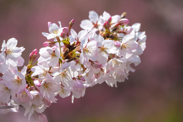 桜の花　春イメージ
