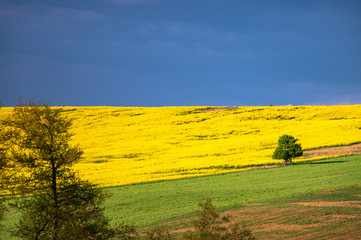 Agricultural fields in spring time. Yellow fields of oilseed rape and green meadows,