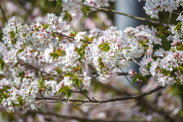 桜の花　春のイメージ