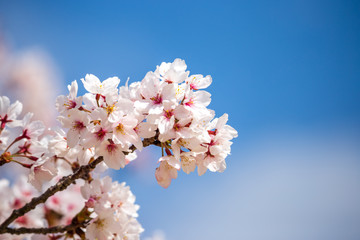 桜の花　春のイメージ