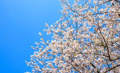 桜の花　春のイメージ