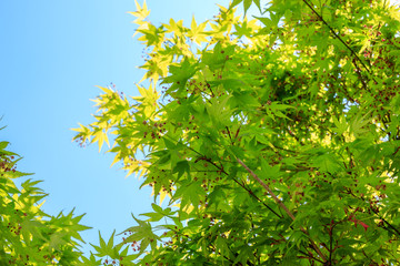 緑のもみじ　初夏のイメージ