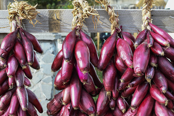 Red onion harvest, dried and braided for storage and for sale during country fair market