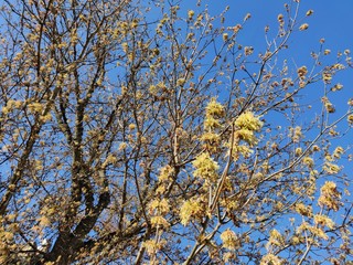 Maple tree blossoms in spring in park