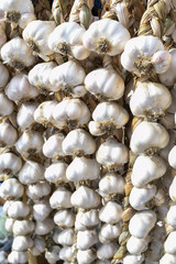 Garlic harvest, dried and braided for storage and for sale during country fair market, food festival