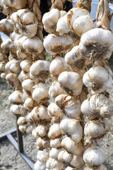 Garlic harvest, dried and braided for storage and for sale during country fair market, food festival