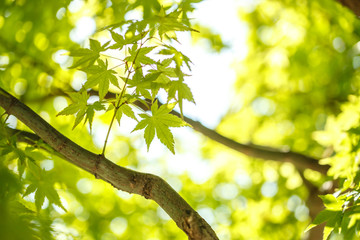 緑のもみじ　初夏のイメージ