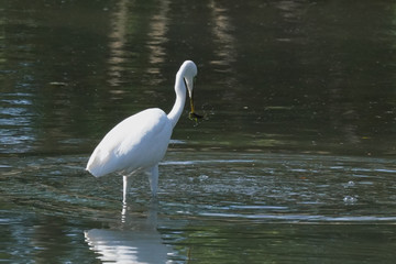 egret in water