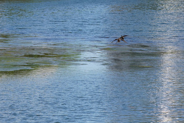 Fototapeta na wymiar duck in flight