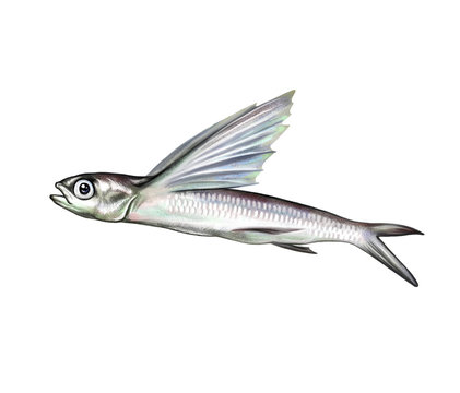 Flying fish (Exocoetidae)