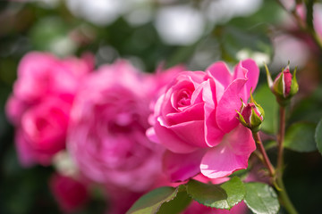 バラの花　屋外撮影