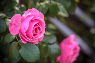 バラの花　屋外撮影