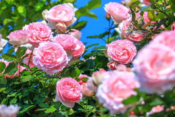 バラの花　屋外撮影