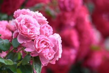 バラの花　屋外撮影