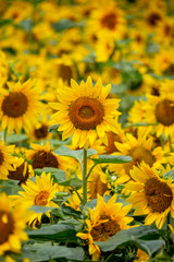 Obraz premium ひまわりの花 夏のイメージ