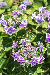 Fototapeta premium あじさいの花 初夏と梅雨のイメージ