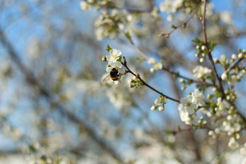 Cherry blossom. Green. White. Lots of greenery. Spring. Summer. Cherry blossoms. Cherry. Cherry blossoms. Cherry blossoms. Flowers. Cherries and bumblebees. Bumblebee on a flower. Bee. Bee on a flower