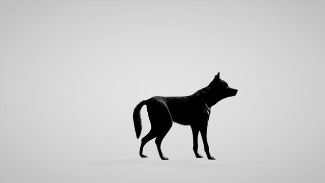 Wolf howling seamless loop, white studio