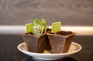 Sprouted arugula seeds, green sprouts in peat pots