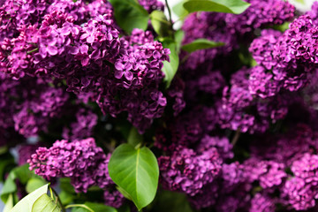 lilac Bush
