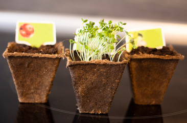 Sprouted arugula seeds, green sprouts in peat pots