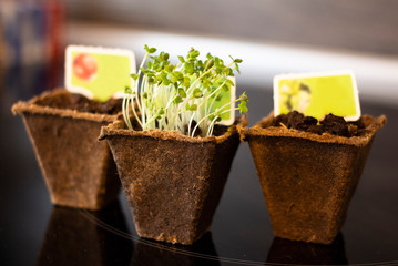 Sprouted arugula seeds, green sprouts in peat pots
