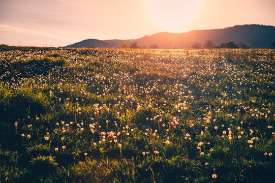 Beautiful dandelions field in soft warm orange and yellow sunrise light
