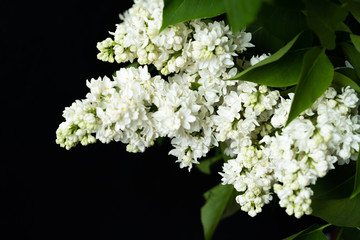 lilac Bush