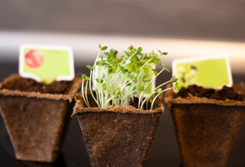 Sprouted arugula seeds, green sprouts in peat pots