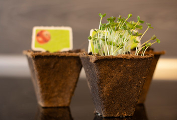 Sprouted arugula seeds, green sprouts in peat pots