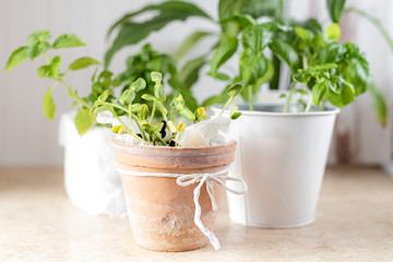 Sunflower microgreen in a clay pot. Fresh organic basil grown on a windowsill. Home growing. A new hobby during the coronavirus. Healthy vegetarian and vegan home grown food.