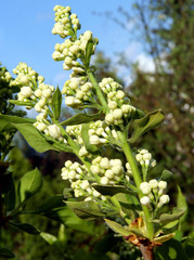 lilac bush with buds of white flowers close up