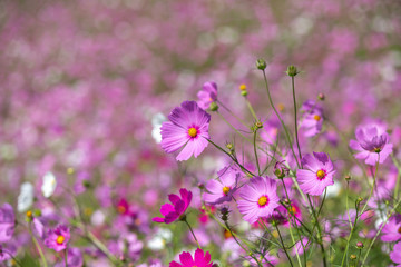 コスモス畑　秋イメージ