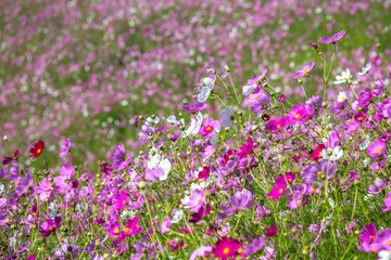 コスモス畑　秋イメージ