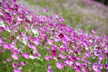 コスモス畑　秋イメージ