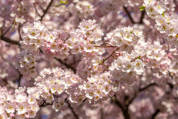 Mass of Cherry Blossoms