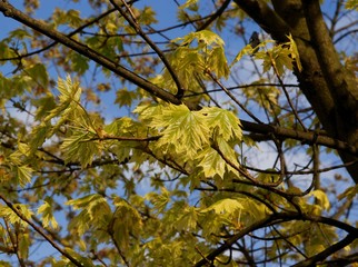 fresh growing leaves of maple tree at spring