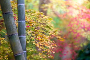 竹と紅葉　秋イメージ