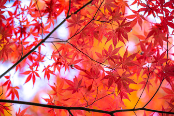 紅葉　秋のイメージ