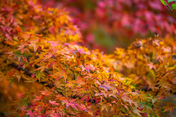 紅葉　秋のイメージ