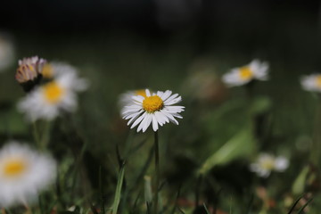 blühende blüten von Gänseblümchen im Garten  