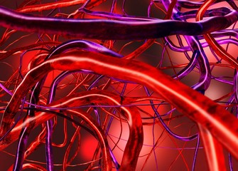 blood vessels, veins and arteries, circulatory system, 3d rendering