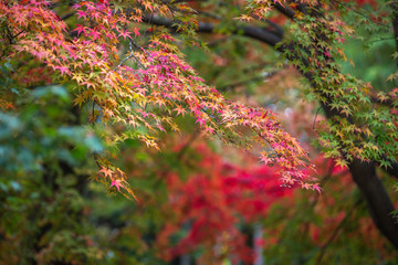紅葉　秋のイメージ