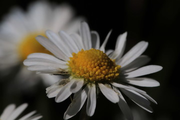 Obraz premium blühende blüten von Gänseblümchen im Garten 