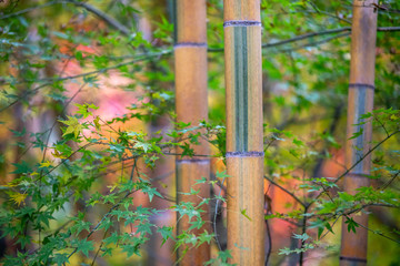 竹と紅葉　秋イメージ