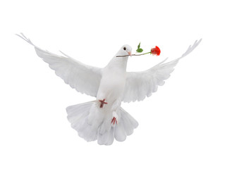Flying dove with a red rose is isolated on a white background.