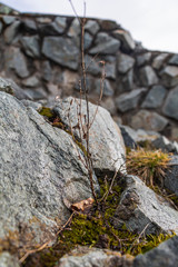 Very small tree among moss and stones.